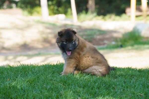רועה בלגי - טרוורן, עם תעודות