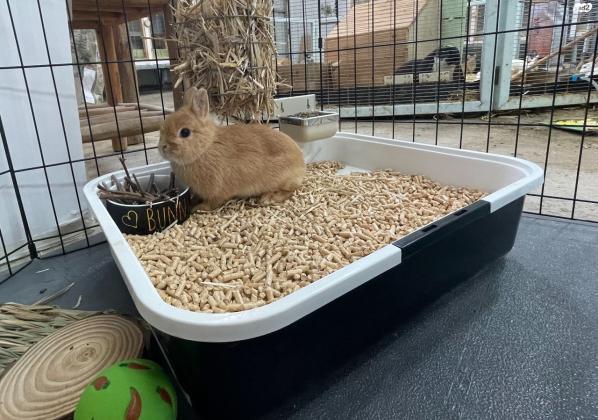 פתרון יחודי לגידול ארנבונים בבית