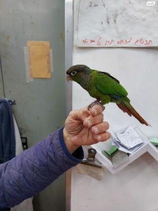 קוניור גרינצ'יק האכלת יד