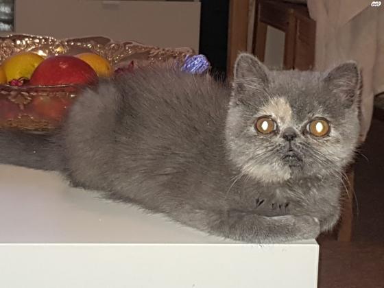 חתולה פרסית אקזוטית פרווה קצרהבת