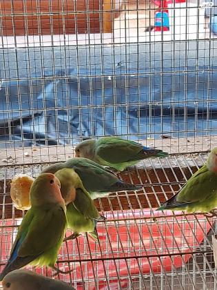 ציפורי אהבה למכירה