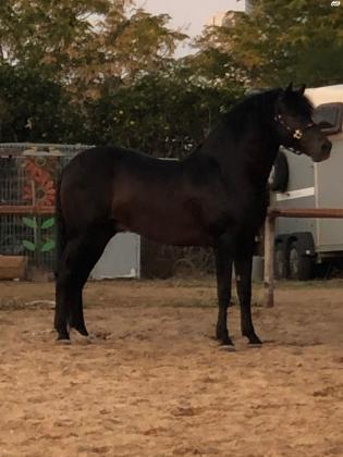 סוס נדיר ביותר!!!סוס אנדלוס טהור