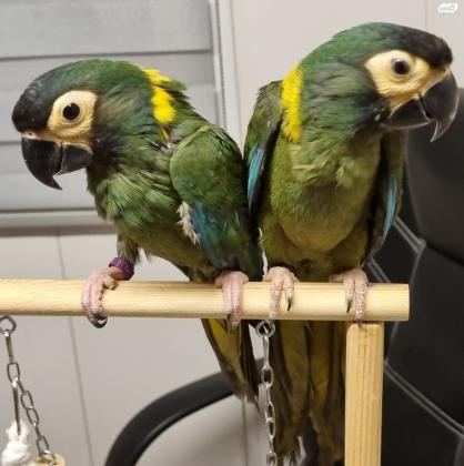 למכירה גוזל ארה ננסית (