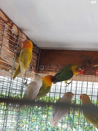 ציפורי אהבה למכירה