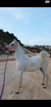 סוסה ערביה עם תעודות בת