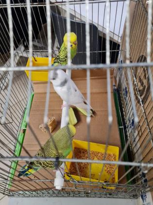 3 גוזלי תוכונים אוסטרליים בני