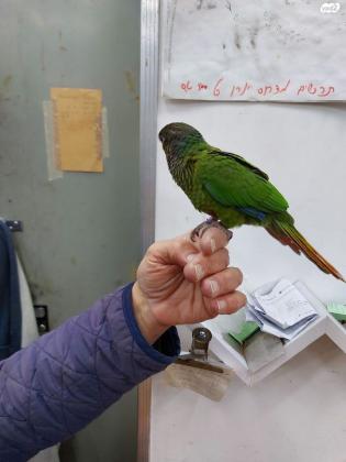 קוניור גרינצ'יק האכלת יד