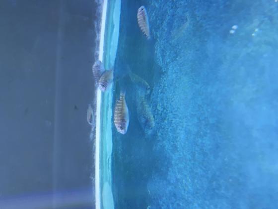 דגיגים F2 של טרופאוס מפולונגו