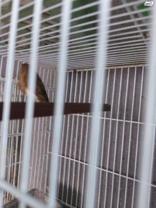 כנרים למכירה