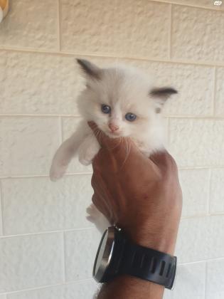 רגדול נקבה , גזעי רמה גבווה