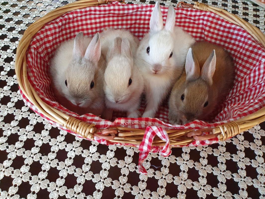 מכרסמים - למכירה ארנבים ננסיים יפיפיים בני | מודעה-429218