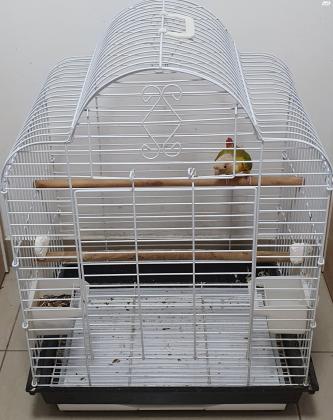 קוניור אננס האכלת יד ברמה