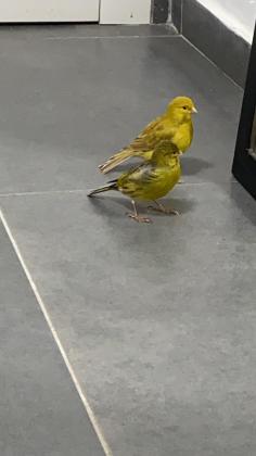 זוג כנרים אורפלים יפים ביותר