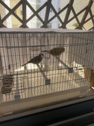 זוג כנרים אורפלים יפים ביותר