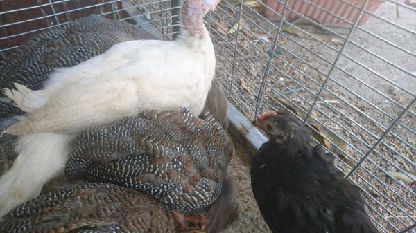 למכירה אפרוחי פניניות יפים בני