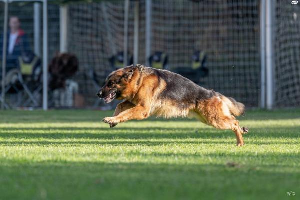 המלטה של רועה גרמני כלב