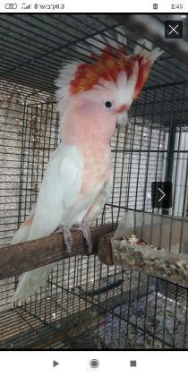 קקדו מיג'ור מיטשל האכלת יד