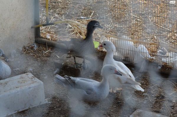 יש זוגות של מנדרינים מופע