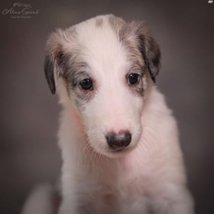 גורי בורזוי מדהימים מהורים אלופים