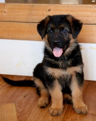 המלטה של רועה גרמני כלב