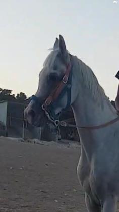 סוס ערבי מצרי יפה מאוד