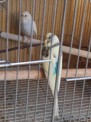 תוכי אוסטרלי ₪80 זברה פינק