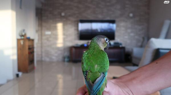 תוכי קוניור למכירה מקסימה חברותית