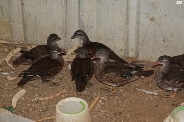יש זוגות של מנדרינים מופע