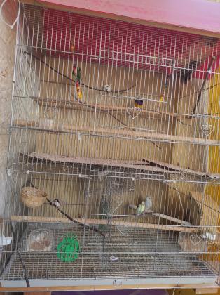 תוכי אוסטרלי ₪80 זברה פינק