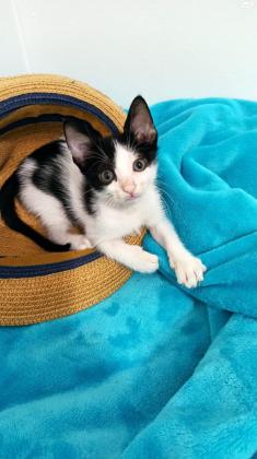 לאימוץ בעפולה גור חתולים מקסים