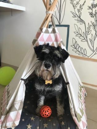 למכירה כלבת שנאוצר ננסי שחור