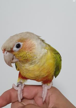 קוניור אננס האכלת יד ברמה