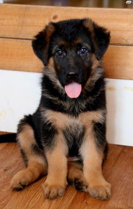 המלטה של רועה גרמני כלב