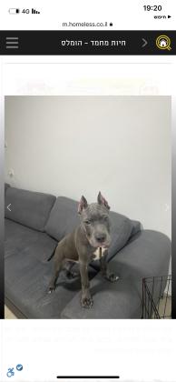 בלו נאוז רמה גבוהה לפי