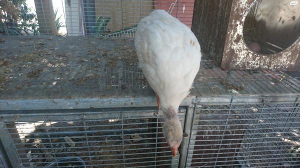 למכירה אפרוחי פניניות יפים בני כ3 חודשים