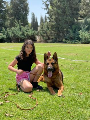 המלטה של רועה גרמני כלב