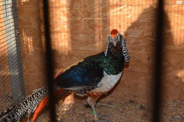 יש זוגות של מנדרינים מופע