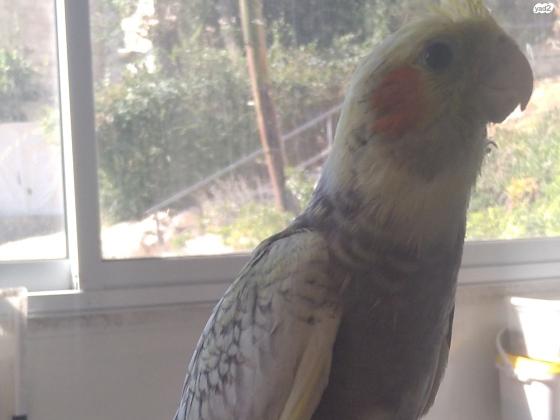 קוקטייל גוזל בן חודש האכלת