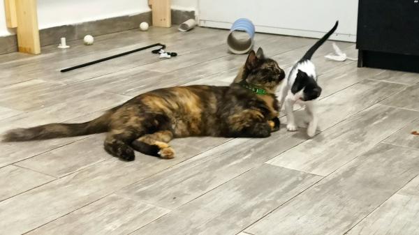 לאימוץ בעפולה גור חתולים מקסים