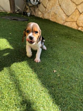 גורי ביגל למכירה