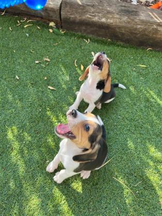 גורי ביגל למכירה