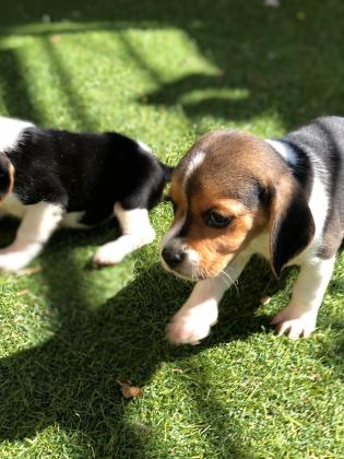 גורי ביגל למכירה