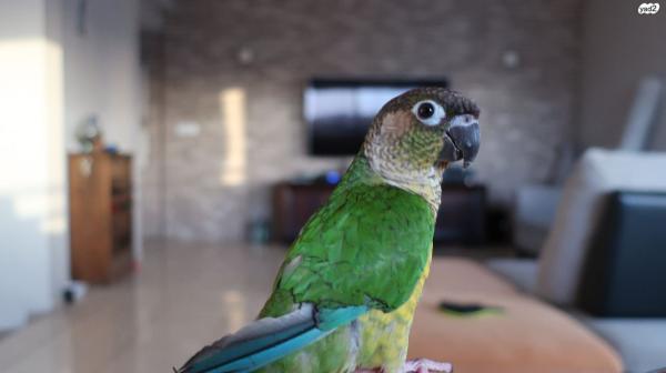 תוכי קוניור למכירה מקסימה חברותית