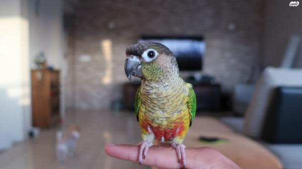 תוכי קוניור למכירה מקסימה חברותית