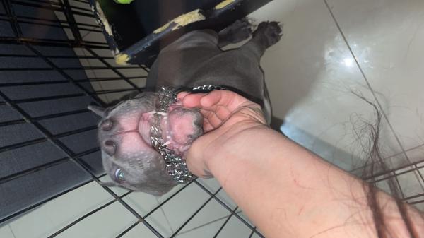 בלו נאוז רמה גבוהה לפי