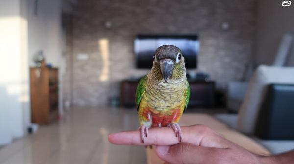 תוכי קוניור למכירה מקסימה חברותית