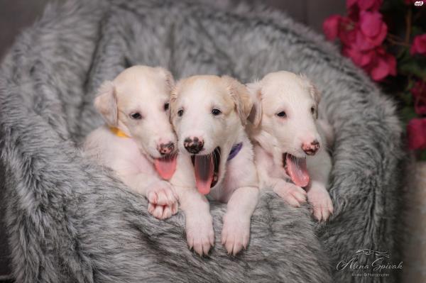 גורי בורזוי מדהימים מהורים אלופים