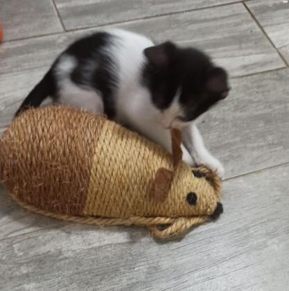 לאימוץ בעפולה גור חתולים מקסים