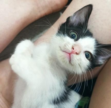 לאימוץ בעפולה גור חתולים מקסים