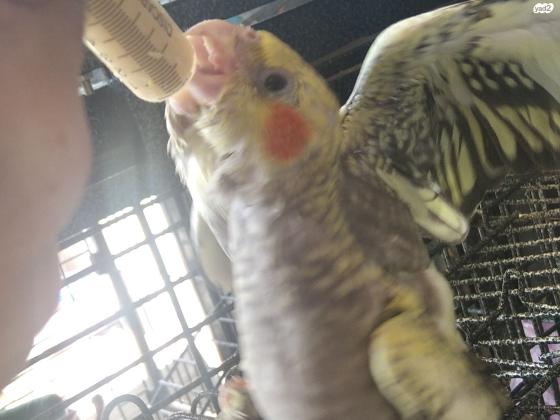 קוקטייל גוזל בן חודש האכלת